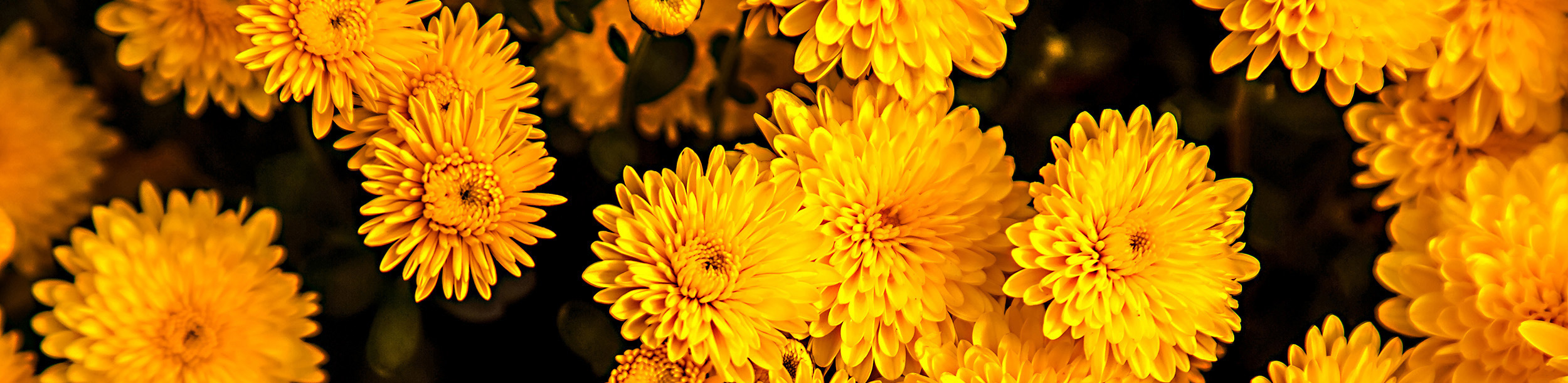 blog header