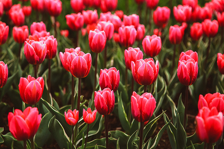 Pink tulips in Ottawa, ON
