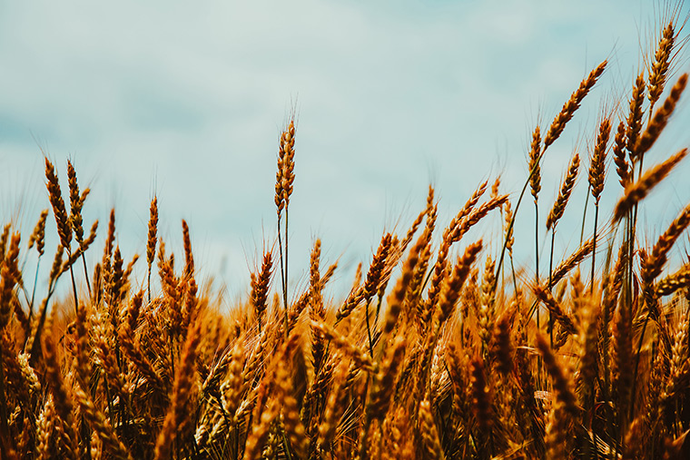 Golden wheat in Smithville, ON