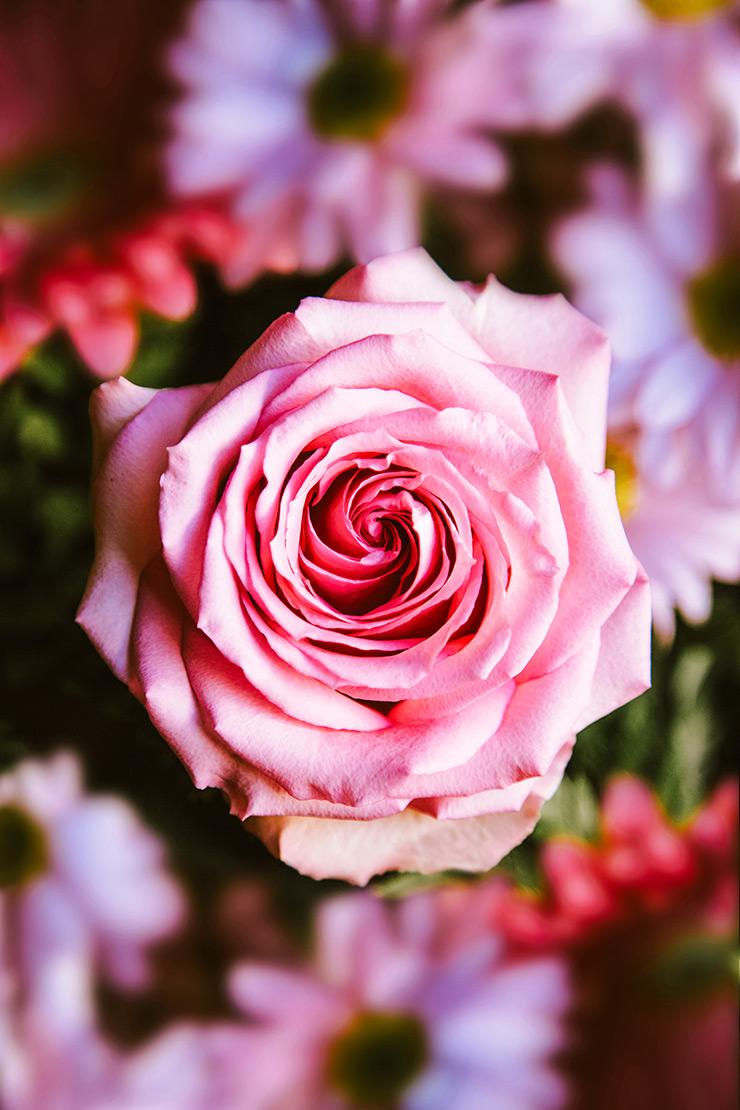 Pink rose in Smithville, ON