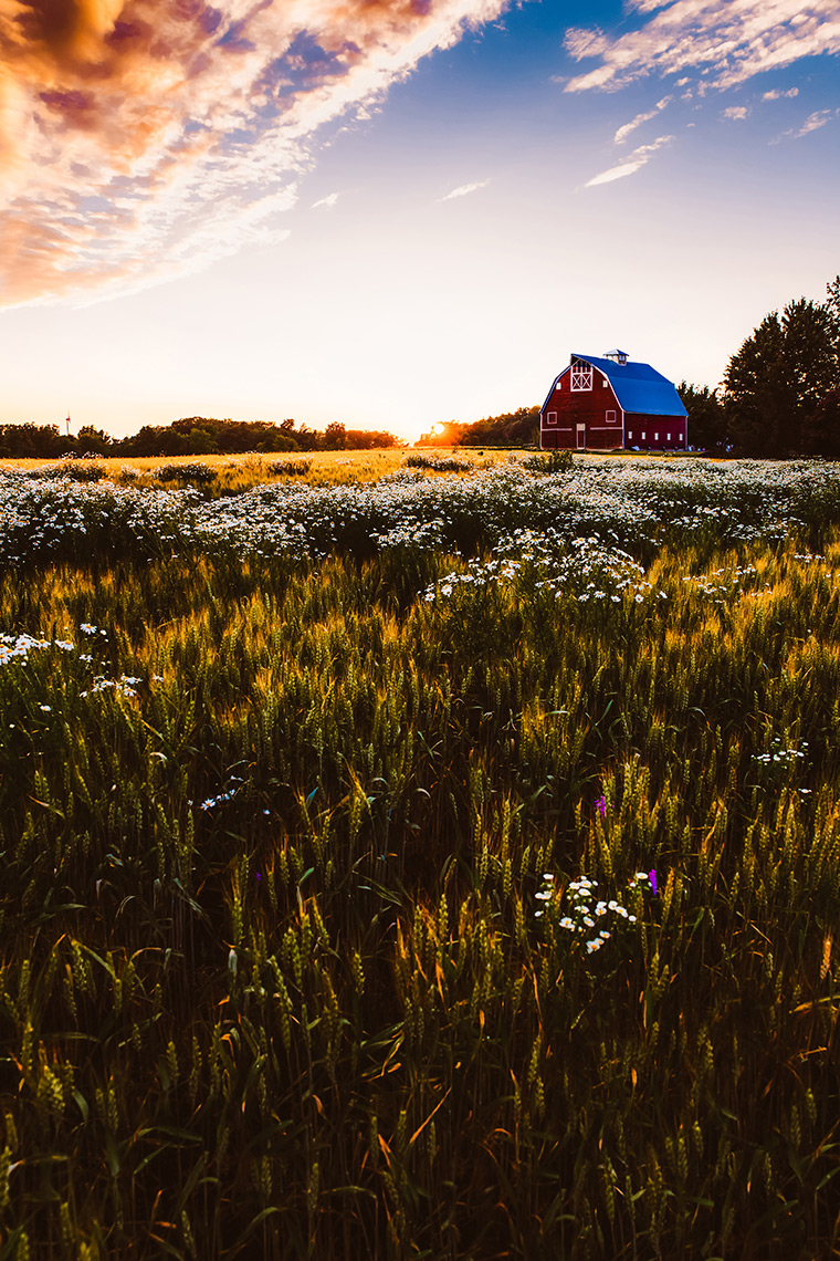 Wheat field at sunset in Smithville, ON